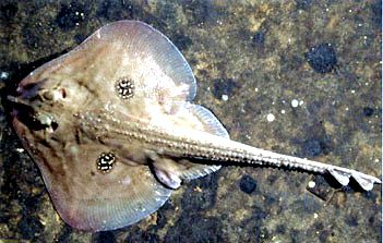 Leucoraja naevus_07.jpg